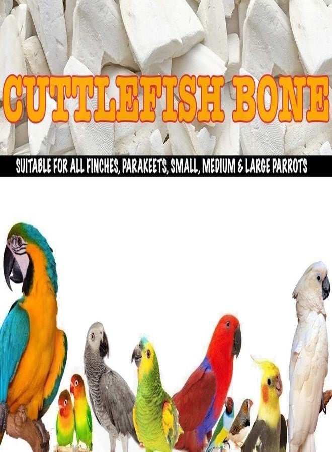 ويستيرن إرا عظم الحبار من ويسترن إيرا، مصدر طبيعي غني بالكالسيوم، مكعبات معدنية طبيعية لصحة العظام والمناقير والريش للطيور والببغاء (300 غرام + حامل) - Image 2